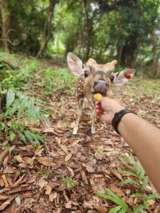 กวางดาว