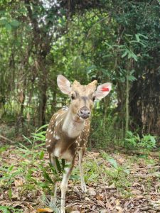 กวางดาว