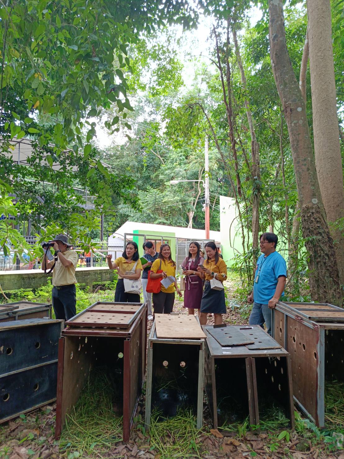 กวางดาว