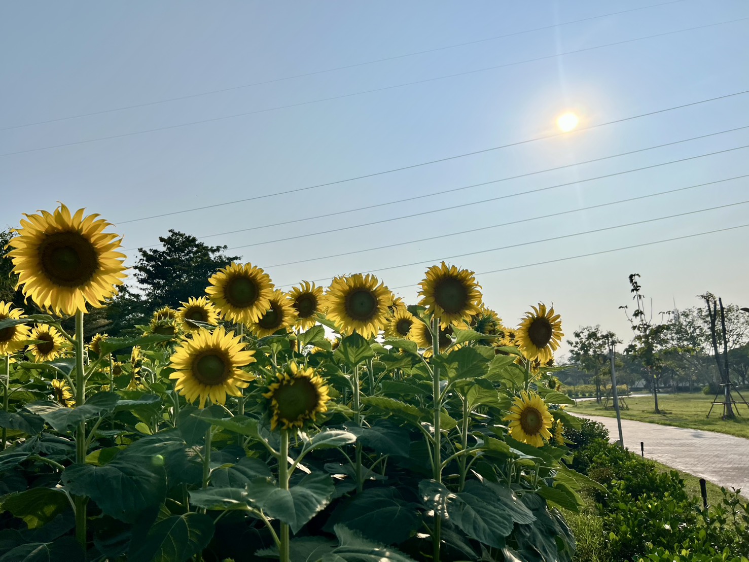 สวนวลัยลักษณ์